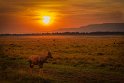 127 Masai Mara, lierantilope